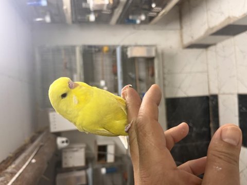 Jumbo ele alıştırmalık muhabbet kuşu yavrular