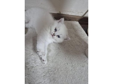 Çok minnoş sevilmeye bayılan bir british shorthair