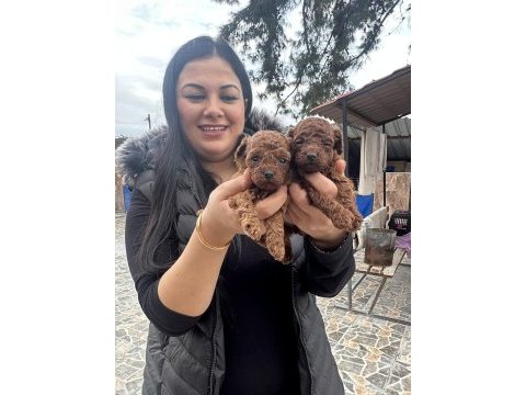 Kilo garantili toy ve kore poodle yavrularım