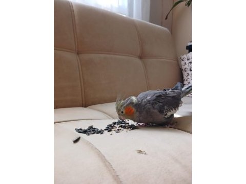 1.5 yaşında dişi grey sultan papağanı