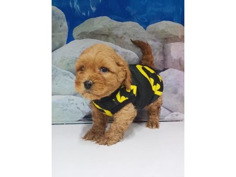 Tüy dökmez koku yapmaz maltipoo