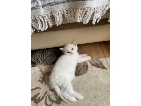 İki adet british shorthair 2 aylık yavru
