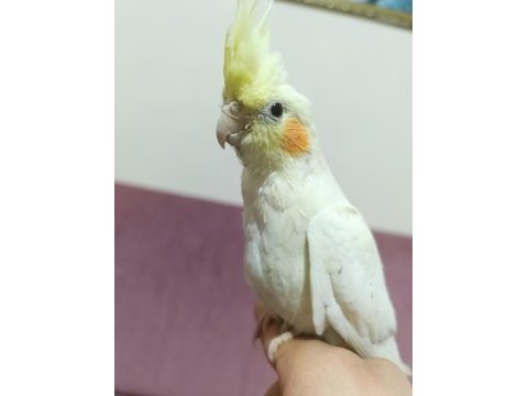1.5 ay önce yeme geçti ele alışkın sultan papağanı