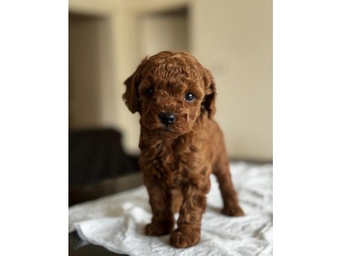 Ev ortamında doğup büyütülmüş toy poodle