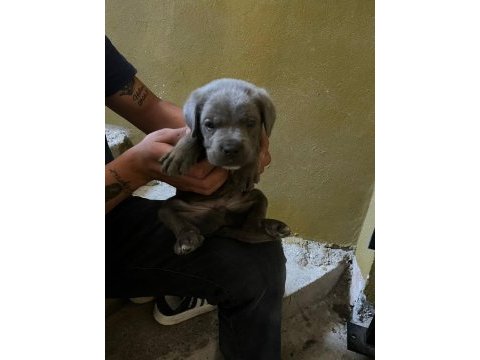 Uygun cane corso bir buçuk aylık