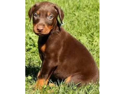 2 aylık asil doberman yavrularım