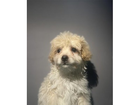 Evinizin neşesi maltipoo