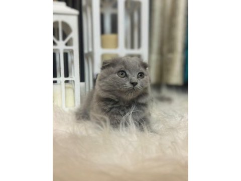 British shorthair kedimize sıcak bir yuva arıyoruz
