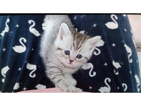 Acil sahiplendirilecek kedilerimiz