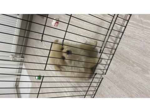 Bal surat 2.5 aylık pomeranian boo