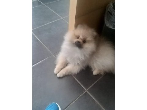 Pomeranian boo yavrusu