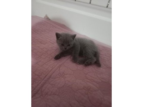 British shorthair 2 erkek 1 dişi kedilerimiz