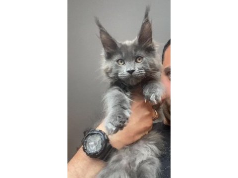 Xxxl kocaman erkek maine coon