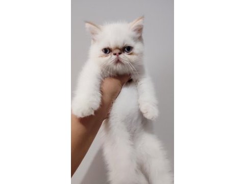 Show kalite exotic yavru