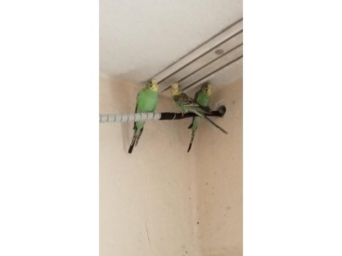Yeni muhabbet kuşu yavrular