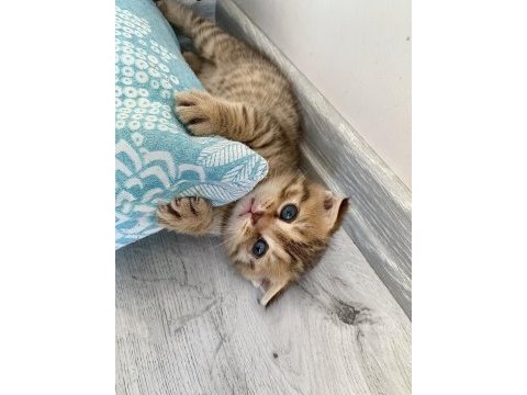 4 tane scottish kedi yavrusu 2 dişi ve 1 erkek