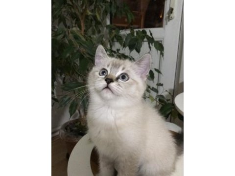 Sevimli ve oyuncu scottish fold blue point erkek 2.5 aylık