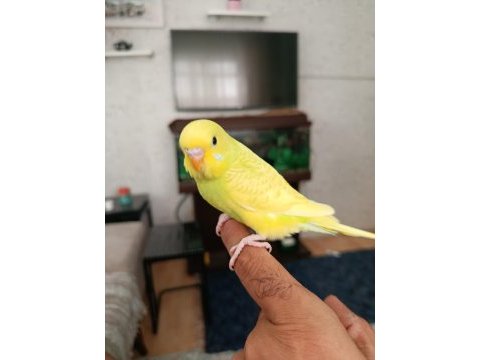 Yavrum muhabbet kuşları ele alıştırmalık