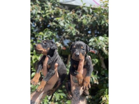 King doberman yavruları