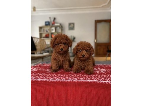 Sağlık garantili red brown toy poodle bebekler