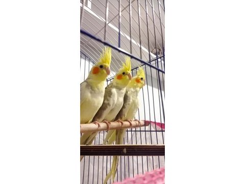 Yeni yeme düşmüş sultan papağanı yavrular