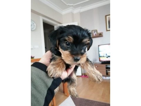 Yorkshire terrier 7 haftalık bebek