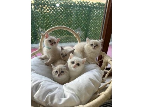 Orijinal ultra kalite british shorthair yavruları