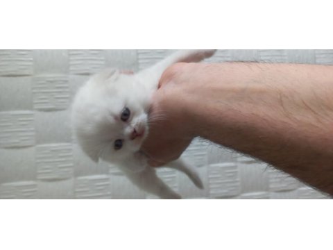 Yavru british shorthair mama yiyorlar tuvalet eğitimi var