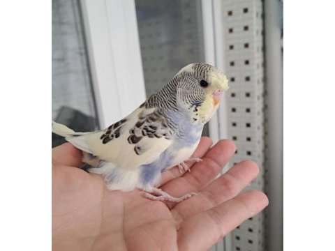 Reni güzeli kaliteli erkek bebek muhabbet kuşu