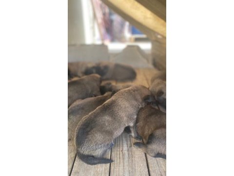 Belçika kurdu aplas 3 erkek ve 1 dişi