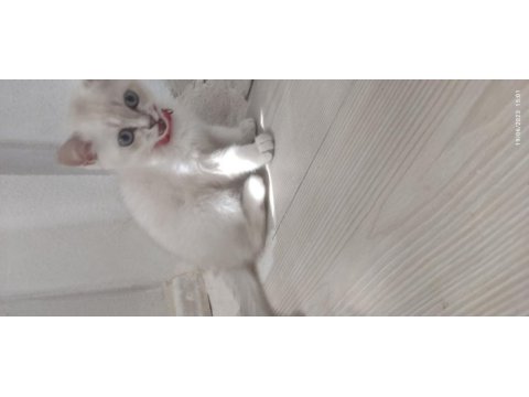 British shorthair orjinal