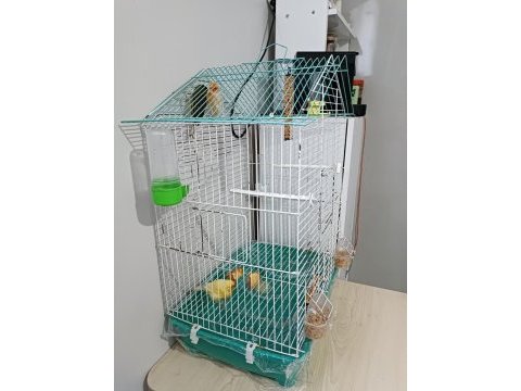 Kafesli iki kız ve bir erkek kanarya