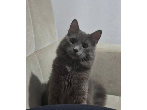 British kedimiz - duman