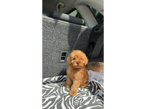 Ev üretimi kg garantili toy poodle yavrularımız