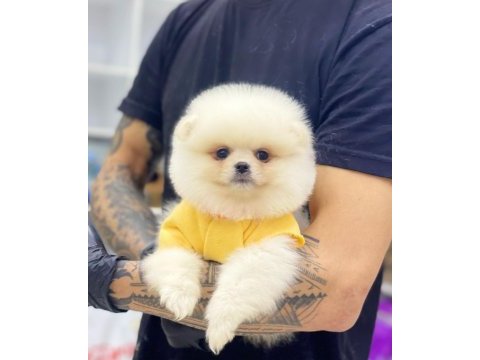 Evlerinize getirecek pomeranian boo yavrularımız hazır