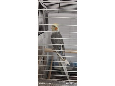 Çift sultan papağanı
