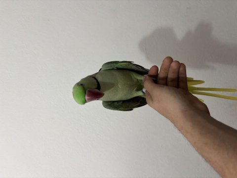 Erkek ful evcil alexander