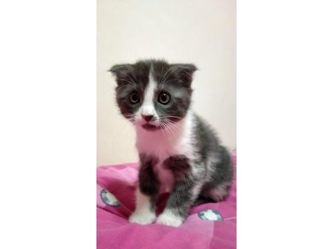 Scottish fold kırık kulaklı güzel kızlarım