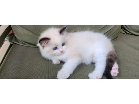 Ragdoll yavru kediler