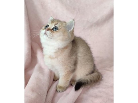 Şafkan british shorthair