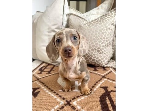Renk renk özel dachshund yavrular çiftliğimizden