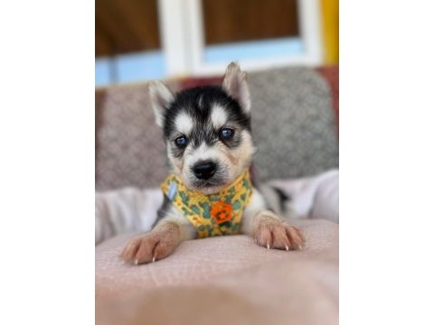 Mükemmel gözleriyle husky sibirya kurdu yavrularımız