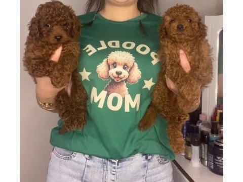 Kilo garantili toy poodle ve kore yavrularımız