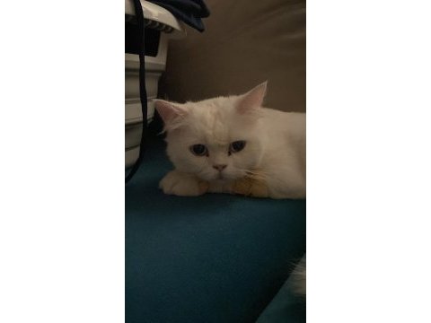 British shorthair erkek