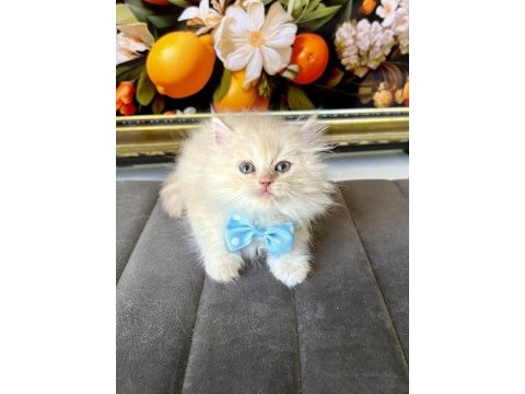 Kaliteli british longhair bebekler