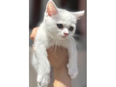 Kar gibi british shorthair kızçeler