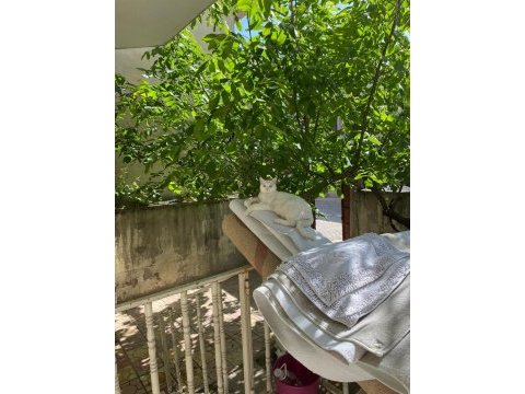 1 yıllık ankara kedisi