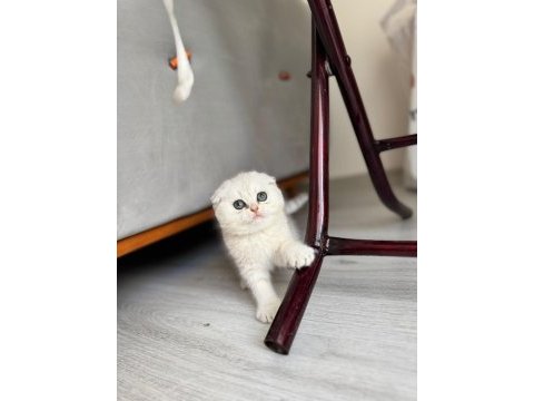Kendi kedimizin scottish fold yavruları