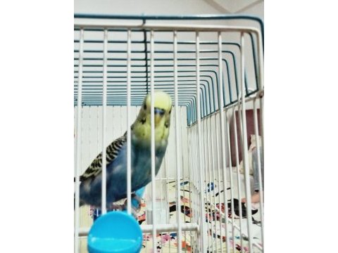 Konuşan muhabbet kuşu