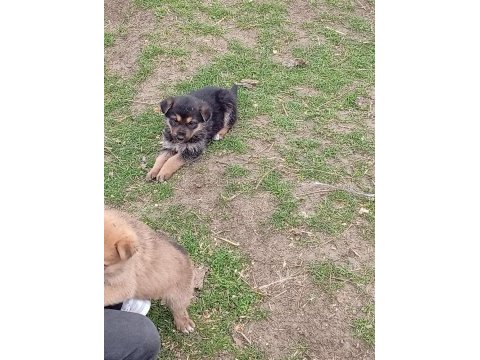 Alman malinois yavrular